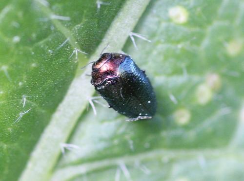 Réf. 228 921 : Trachys troglodytiformis